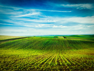 Rolling fields of Moravia