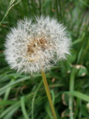 Dandelions flower close up