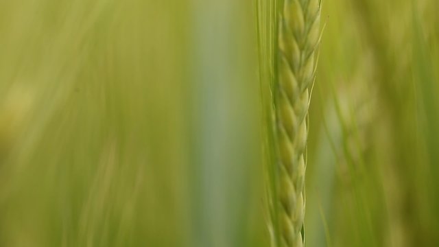 Videos grain oats and wheat field in the wind shakes