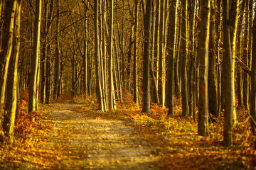 Obraz premium Empty autumnal road