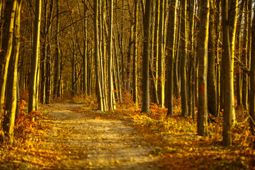 Empty autumnal road