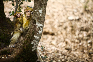 Macaque monkey in Morocco