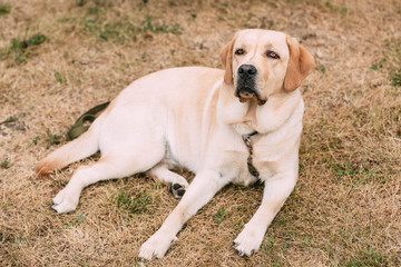 Labrador Retriever Dog Lying Outdoor