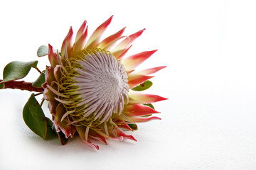 Protea flower isolated on white background with space for text - obrazy, fototapety, plakaty