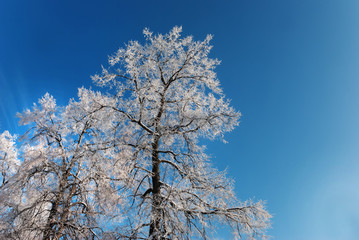 Hoarfrost on branches of a tree