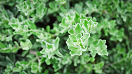Cute Green Flower Leaves Background