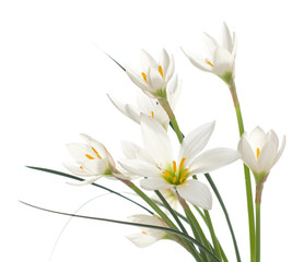  a fragment of white lilies ' bunch