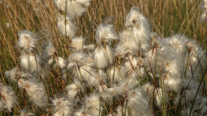 Wollgras im Moor