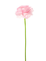 Light pink flowers isolated on white.  Ranunculus