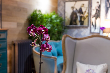 Орхидеи на красивом фоне