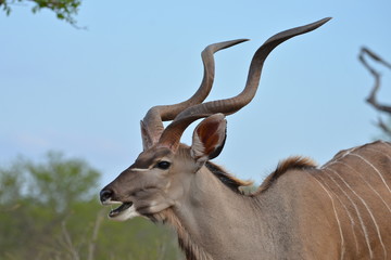 Koudou, Afrique