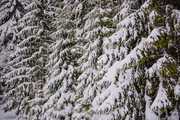 Snowy trees