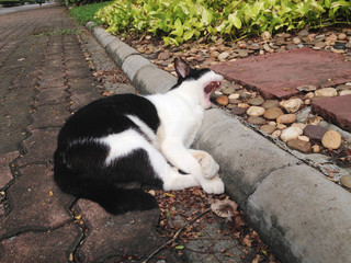 the black and white stray cat is sleeping in the park