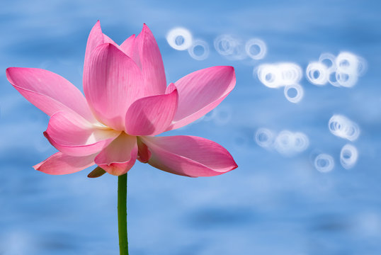 Fototapeta Beautiful pink lotus water plant