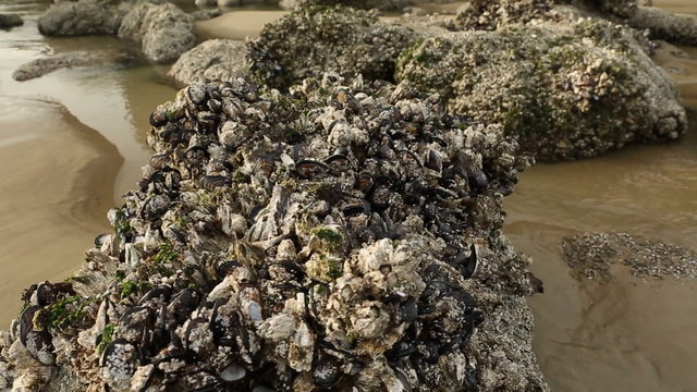Low Tide, Mussels and Barnacles. A dolly shot of mussels and barnacles growing on a rock in a tidal pool in the Pacific Northwest. United States.

