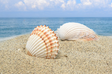 Shell on the sea