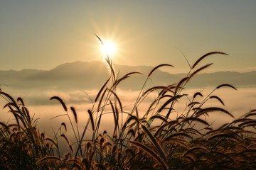 Grass fog and the morning sun light.
