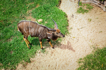 African forest antelope species.