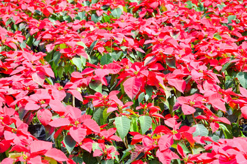 Red christmas  flower poinsettia.