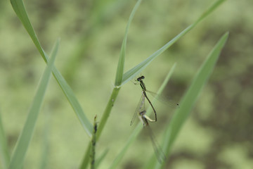 Dragonfly