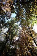 Autumn sky through golden-leaved trees