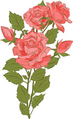 A bouquet of red roses . Vector illustration.