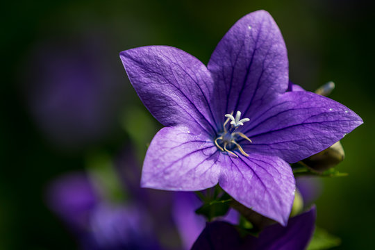 Fototapeta Purple Flower