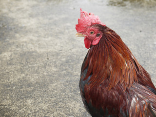 Beautiful Rooster
