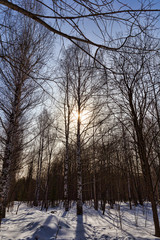 The sun rays breaking through the trees in the winter forest