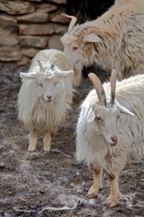 Pashmina goats in the Himalayas - Ladakh
