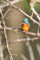 止まり木のカワセミ