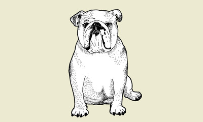 English Bulldog pen and ink drawing