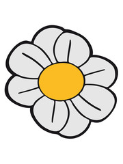 daisy flower buttercup daisy