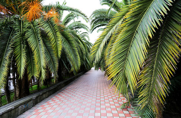 Beautiful palm alley