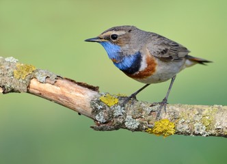Bluethroat (Luscinia svecica) on the branch