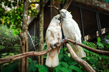 Two white parrot bird mating on branch wood.