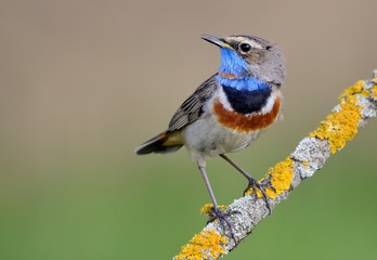 Bluethroat (Luscinia svecica) on the branch
