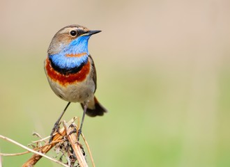 Bluethroat (Luscinia svecica) on the branch
