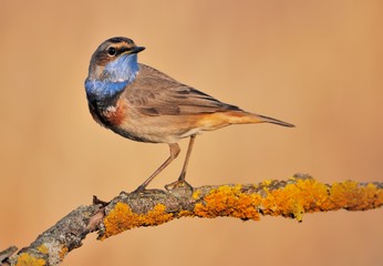 Bluethroat (Luscinia svecica) on the branch