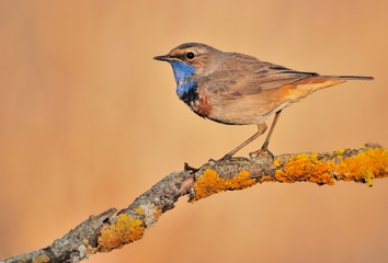 Bluethroat (Luscinia svecica) on the branch