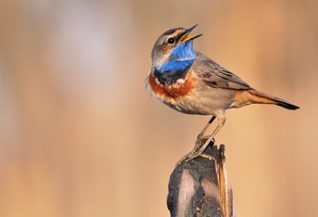 Bluethroat (Luscinia svecica) on the branch