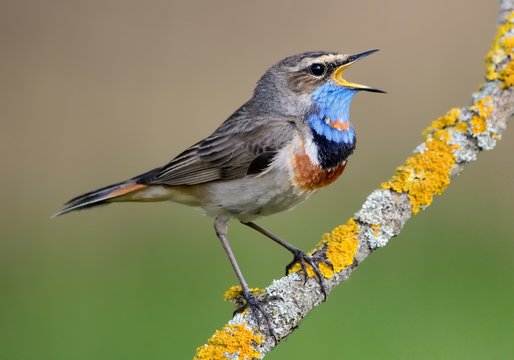 Bluethroat (Luscinia svecica) on the branch