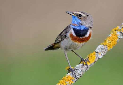 Bluethroat (Luscinia svecica) on the branch