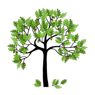 Beautiful Oak tree vector image