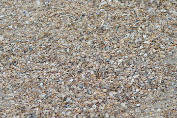 Background from cockleshells and sand