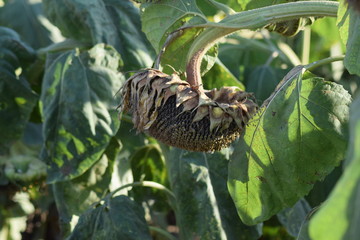Semi-ripe sunflowers in the field