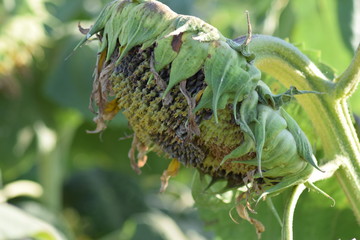 Semi-ripe sunflowers in the field