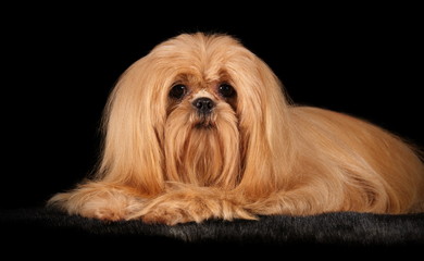 Shih-Tzu en studio sur fond noir