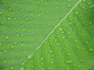 Closeup of water drops on a green leaf
