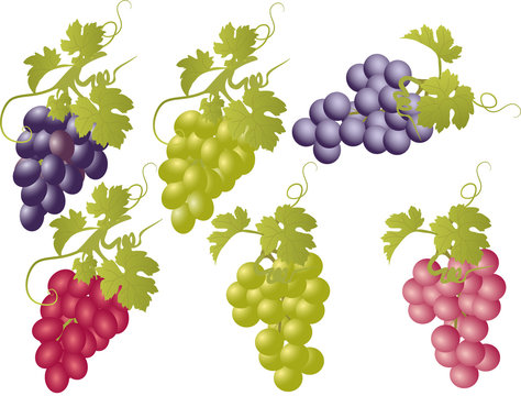 Vector set of bunches of grapes.